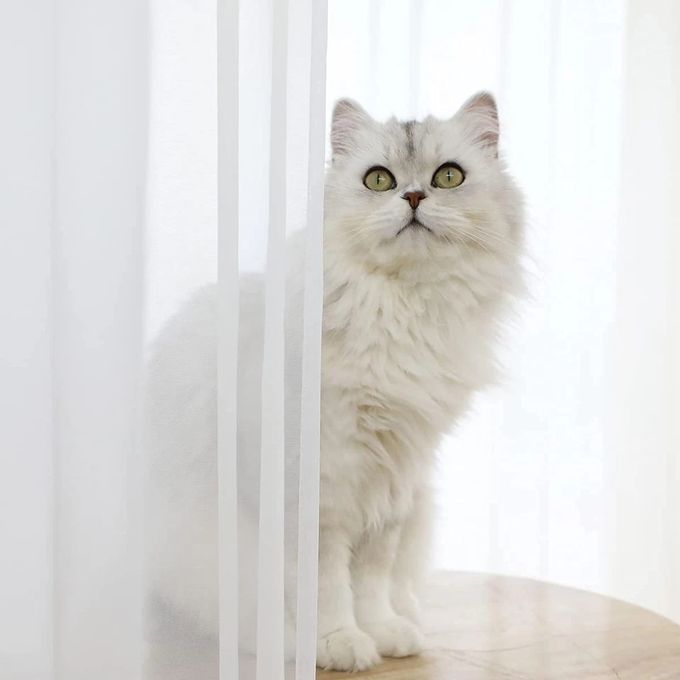 Orange CURTAINS 2Pcs (1.5m Each) Each 2M WHITE SHEER With FREE 2m Single Curtain Rod – Elegant Window Drapes For Living Room & Bedroom